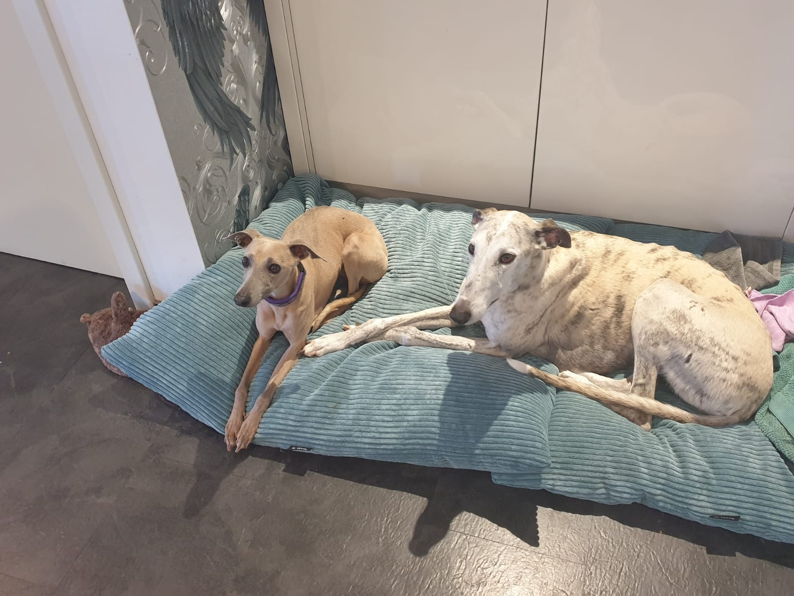 Unsere kleine Cherie durfte vergangenes Wochenende in ihr neues Zuhause umziehen…